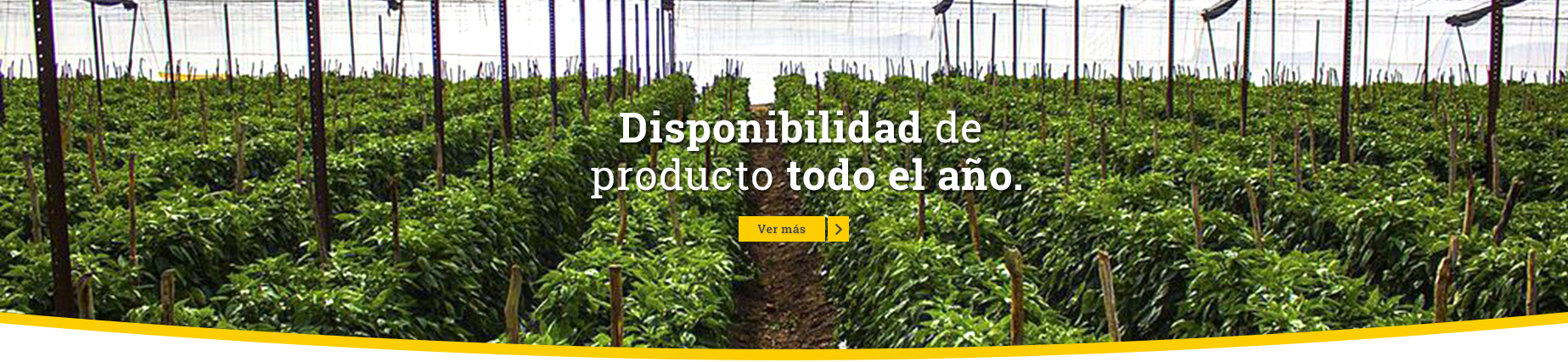 Disponibilidad de producto todo el año