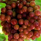 fruits-1.jpg