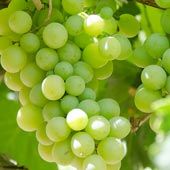 fruits-2.jpg