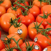 tomatoe-1.jpg