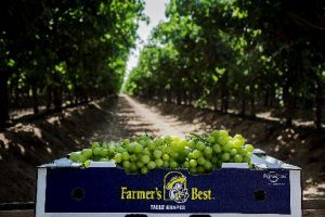 The Journey of a Farmer’s Best Grape